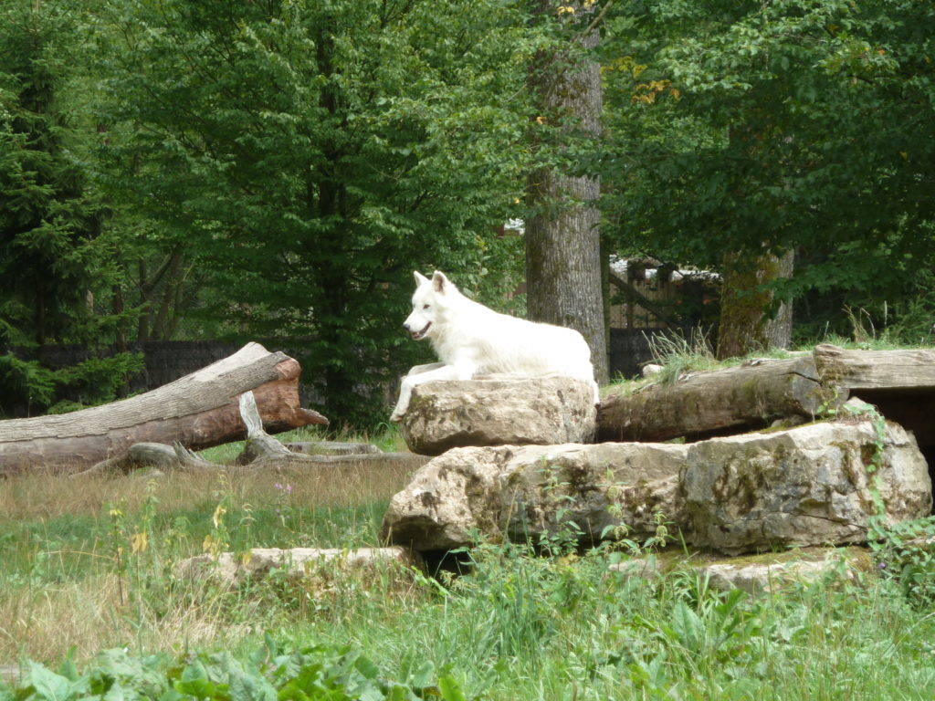 Loup blanc à Sainte-Croix